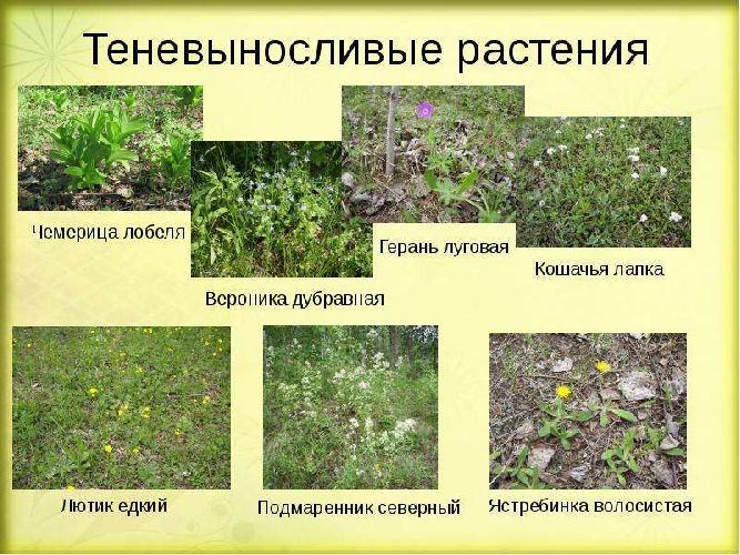 Экологические группы растений