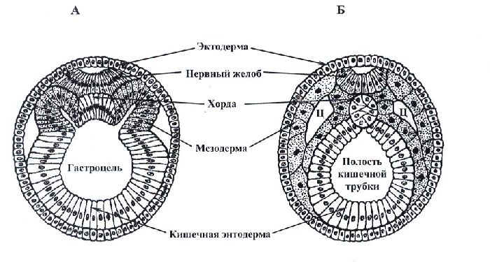 Эмбриональный период