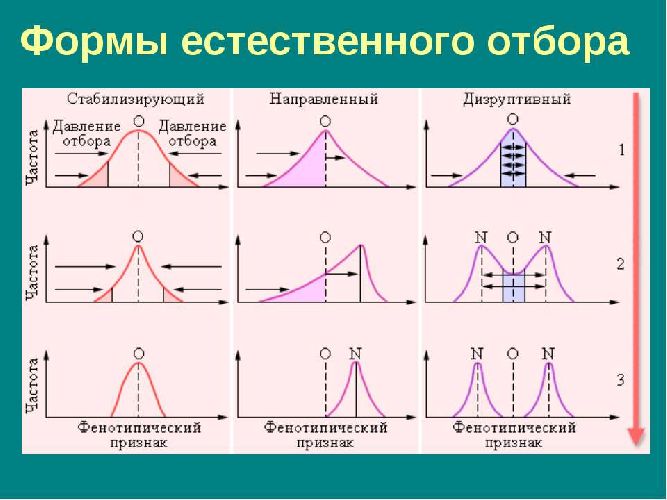 Естественный и искусственный отбор