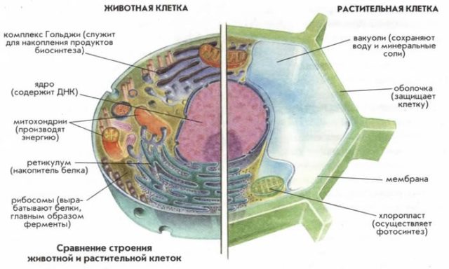 Эукариотическая клетка