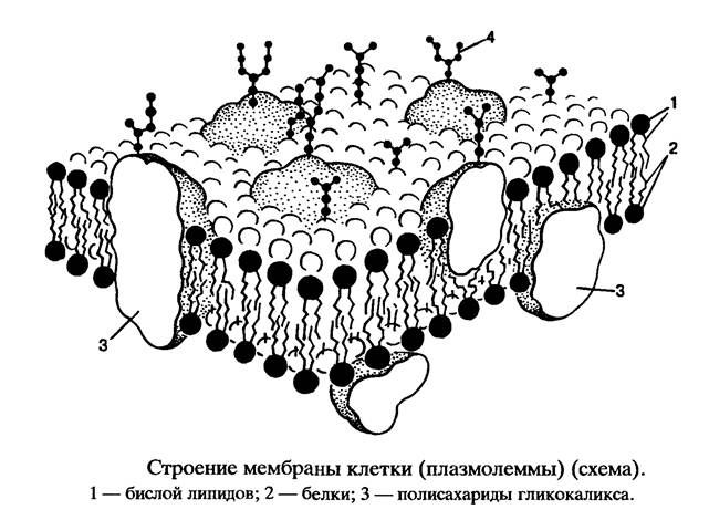 Эукариотическая клетка