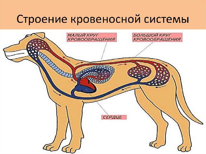 Эволюция кровеносной системы