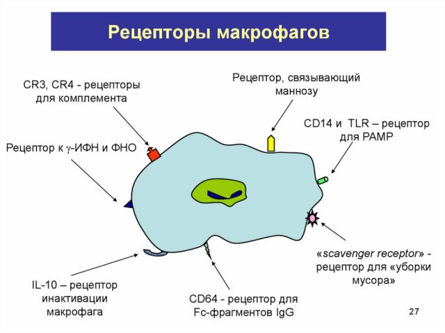 Фагоцитоз