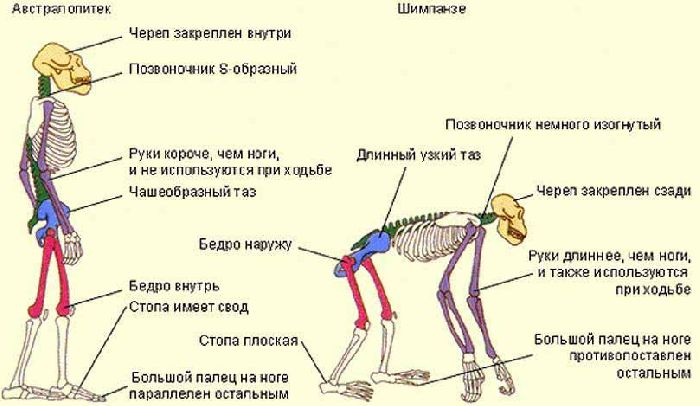 Факторы антропогенеза