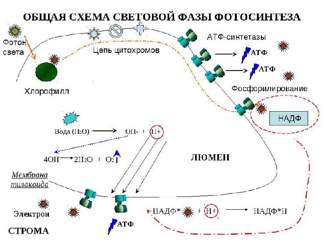 Фазы фотосинтеза