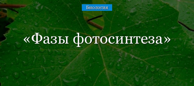 Фазы фотосинтеза