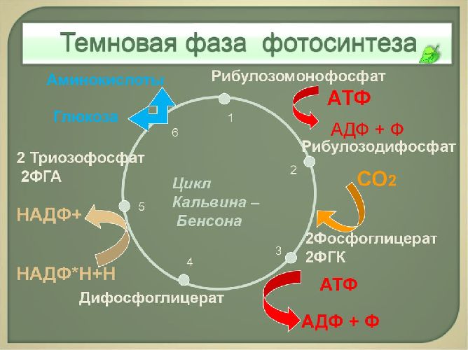 Фазы фотосинтеза