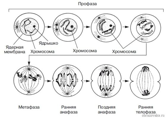 Фазы митоза