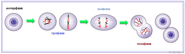 Фазы митоза