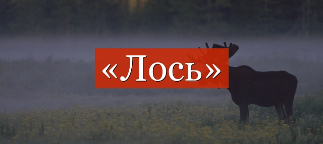 Фонетический разбор слова «лось»