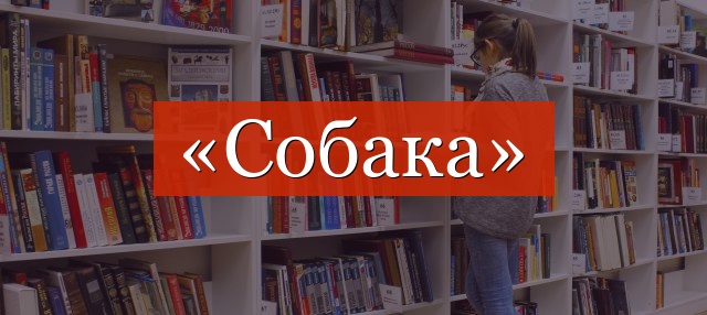 Фонетический разбор слова «собака»