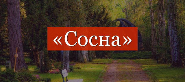 Фонетический разбор слова «сосна»