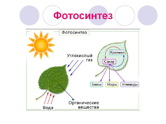 Фотосинтез