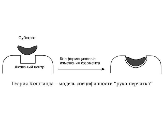 Функции белков