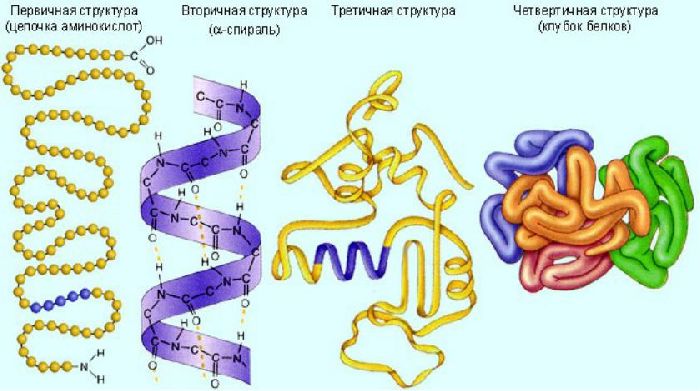 Функции белков