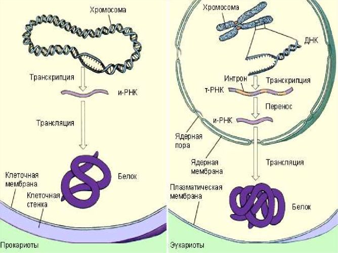 Функции белков