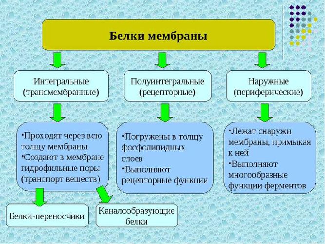 Функции клеточной мембраны