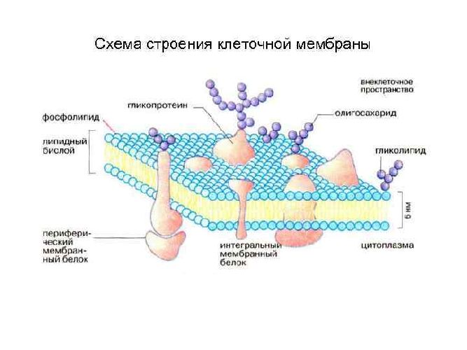 Функции клеточной мембраны