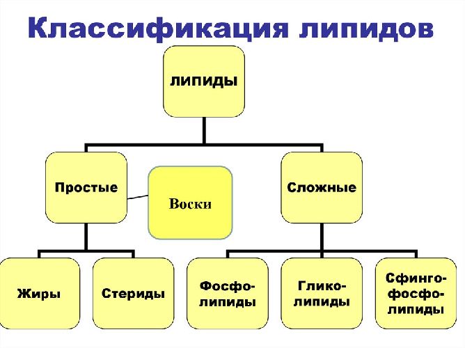 Функции липидов