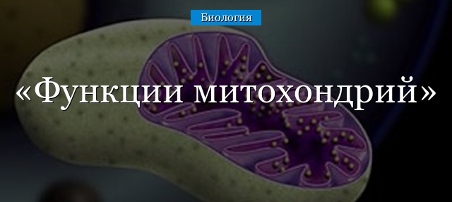 Функции митохондрий