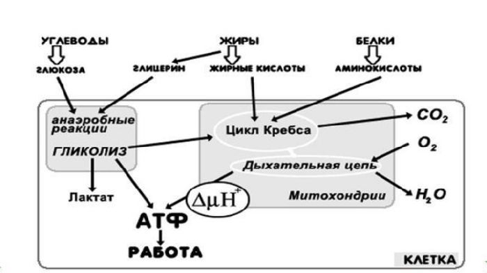 Функции митохондрий