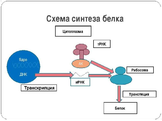 Функции рибосом