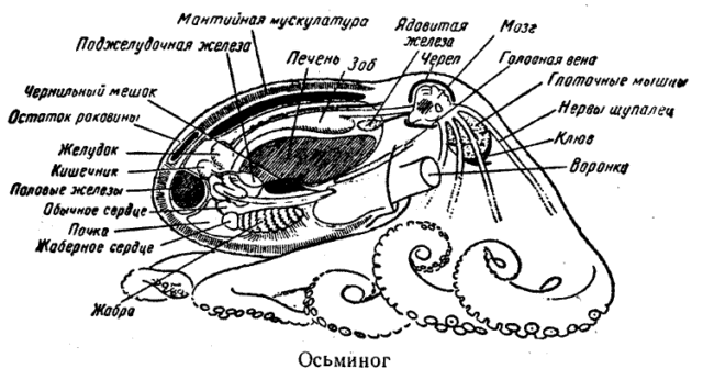 Головоногие моллюски