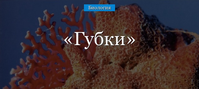 Губки