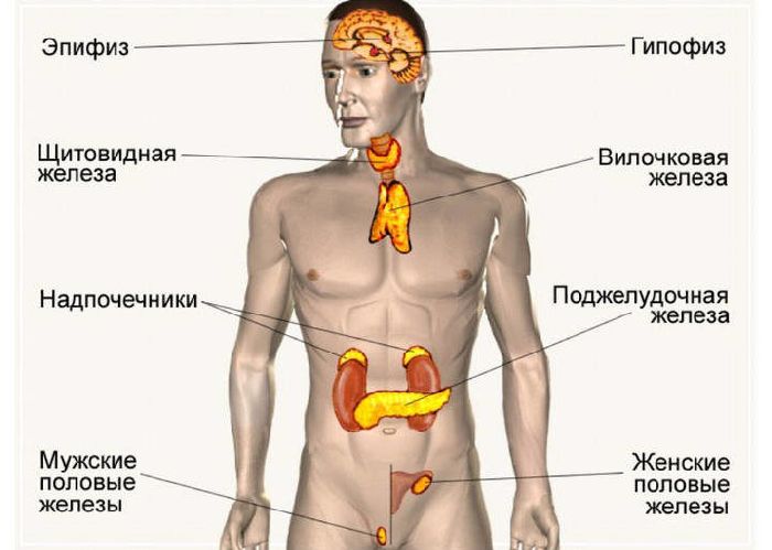 Гуморальная регуляция