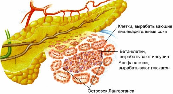 Гуморальная регуляция