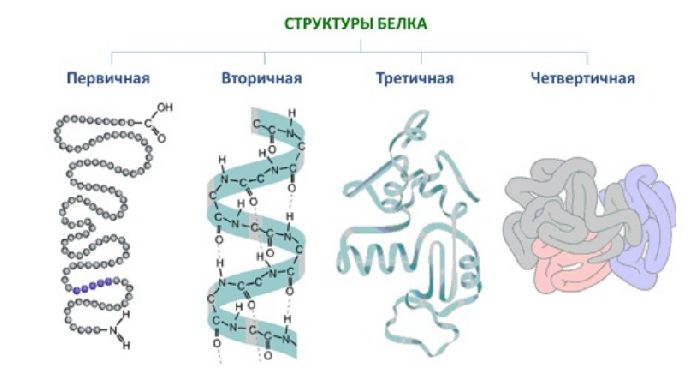 Химические свойства аминокислот