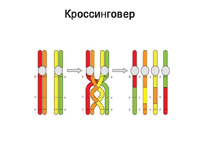 Хромосомная теория наследственности