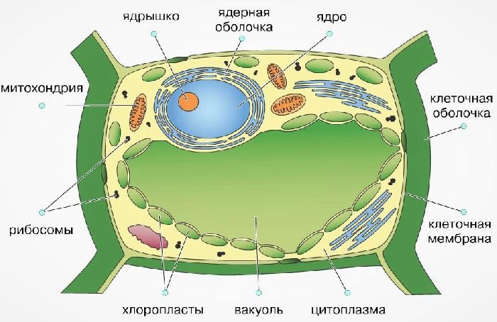 Из чего состоит клетка?