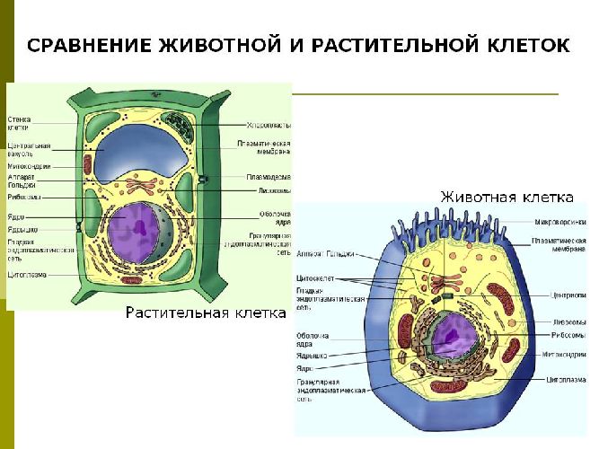 Из чего состоит клетка?