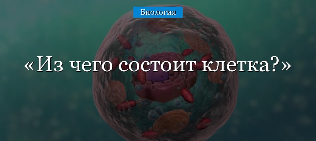 Из чего состоит клетка?