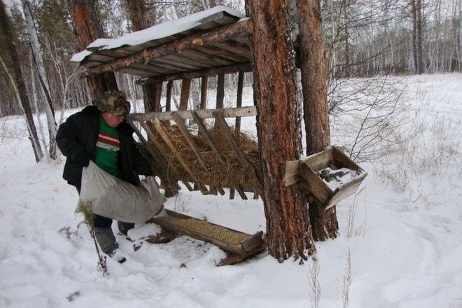 Как охраняют природу в России?