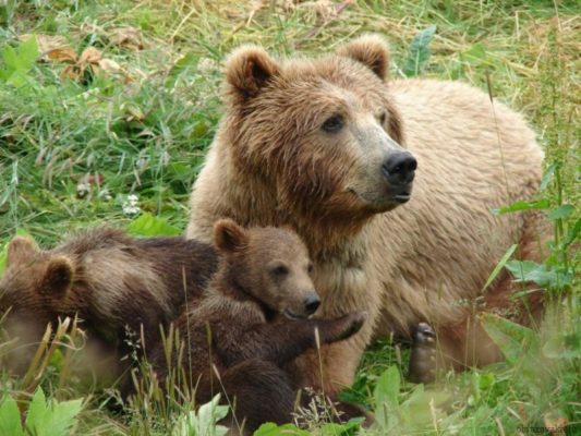 Какая природная зона самая большая?