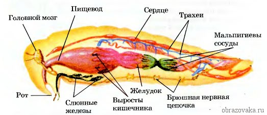 Кишечнополостные, Членистоногие