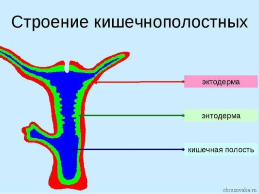 Кишечнополостные, Членистоногие