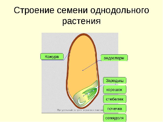 Класс Однодольные