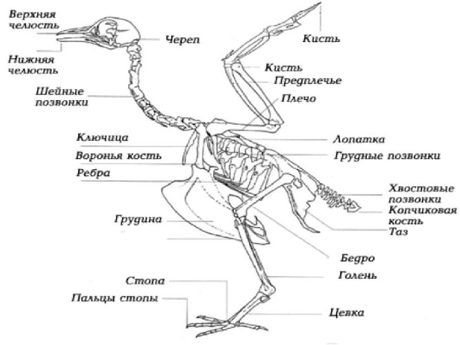 Класс Птицы