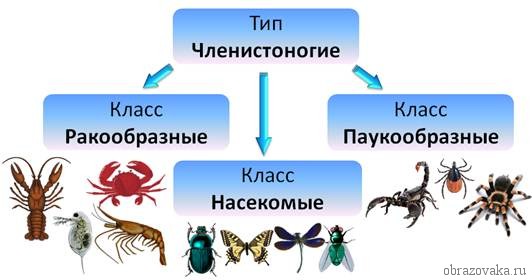 Классификация Членистоногих