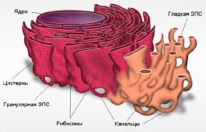 Клеточная мембрана