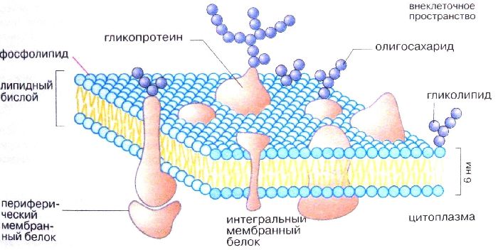 Клеточная мембрана