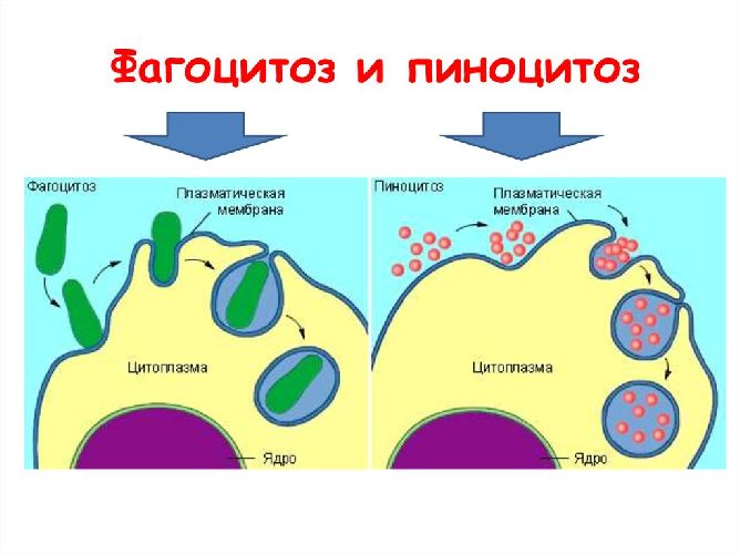 Клеточная мембрана