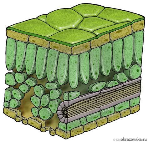 Клеточное строение листа