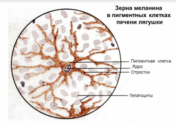 Клеточные включения