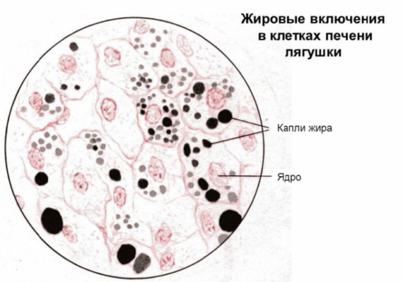 Клеточные включения