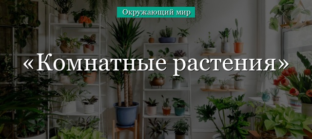 Комнатные растения