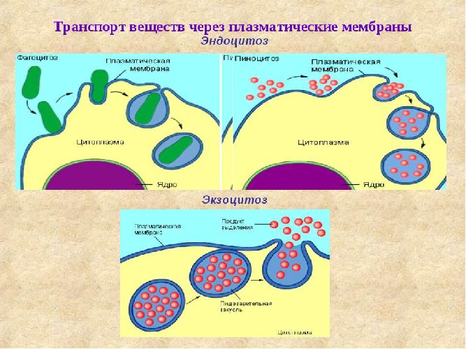 Комплекс Гольджи